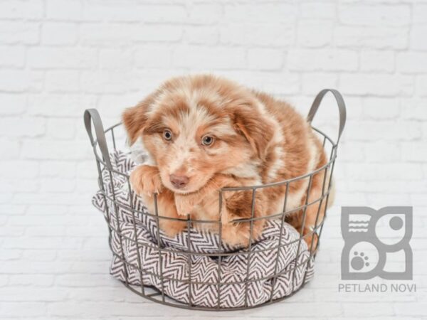 Australian Shepherd-DOG-Female-Red Merle-33113-Petland Novi, Michigan