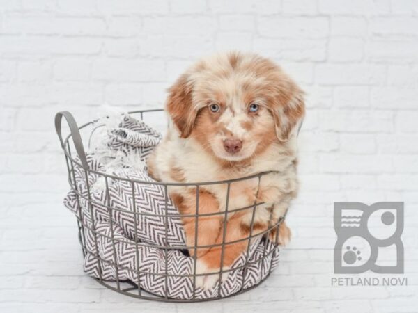 Australian Shepherd DOG Female Red Merle 33114 Petland Novi, Michigan