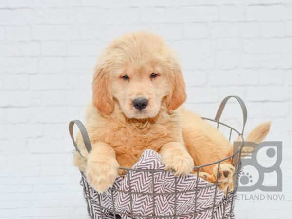 Goldendoodle DOG Female Cream 33115 Petland Novi, Michigan