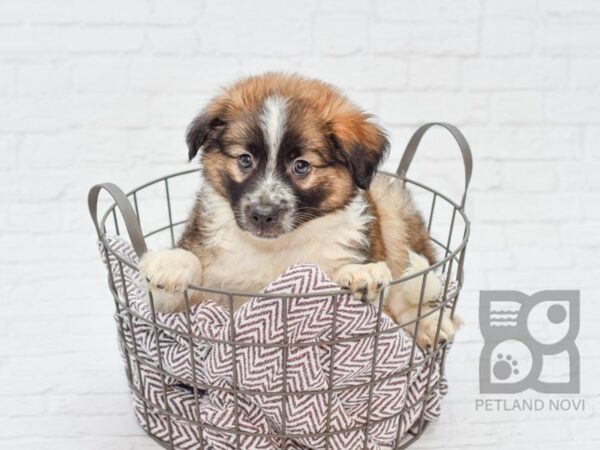 Aussie Mo DOG Male Brown & White 33116 Petland Novi, Michigan