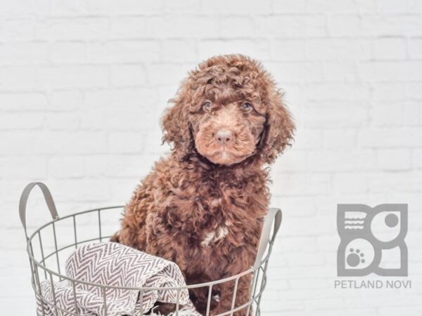 Labradoodle-DOG-Male-Chocolate & White-33117-Petland Novi, Michigan