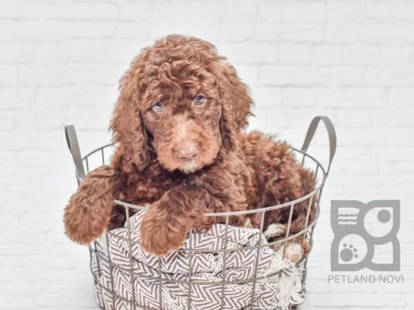 Labradoodle-DOG-Male-Chocolate & White-33118-Petland Novi, Michigan