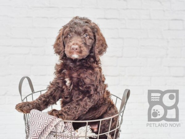 Labradoodle DOG Female Chocolate & White 33119 Petland Novi, Michigan