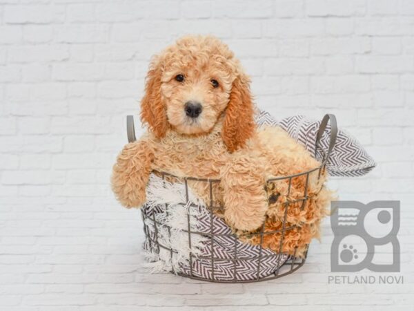 Standard Poodle DOG Male Red 33120 Petland Novi, Michigan