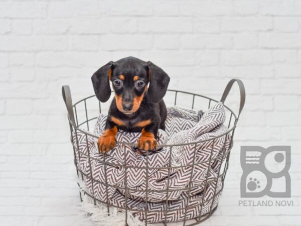 Dachshund-DOG-Male-BLK TAN-33121-Petland Novi, Michigan