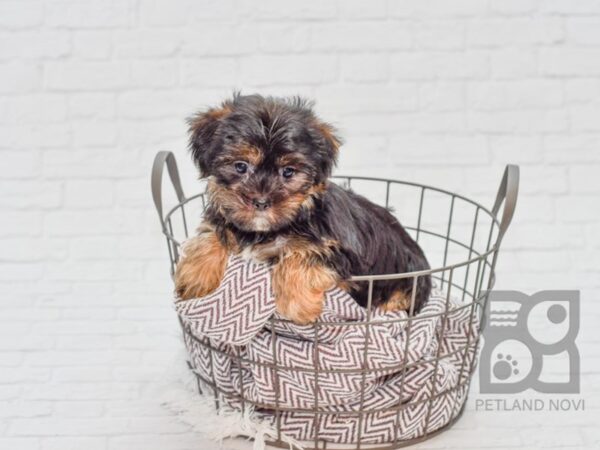 Shorkie DOG Male BLK TAN 33122 Petland Novi, Michigan