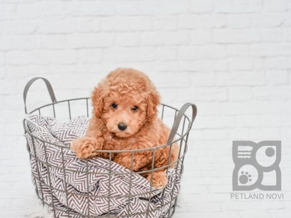 Miniature Poodle DOG Male RED 33123 Petland Novi, Michigan