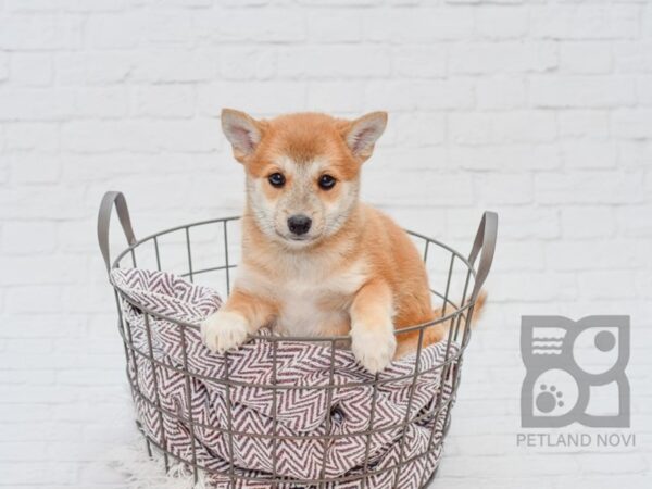 Shiba Mo DOG Female Red 33124 Petland Novi, Michigan