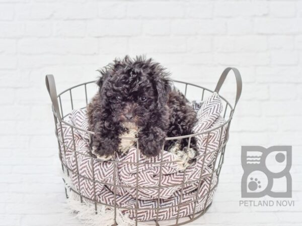 Maltipoo DOG Male BLK 33127 Petland Novi, Michigan