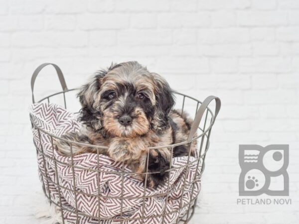 F2 MINI GOLDENDOODLE-DOG-Male-BLUE MERLE-33129-Petland Novi, Michigan