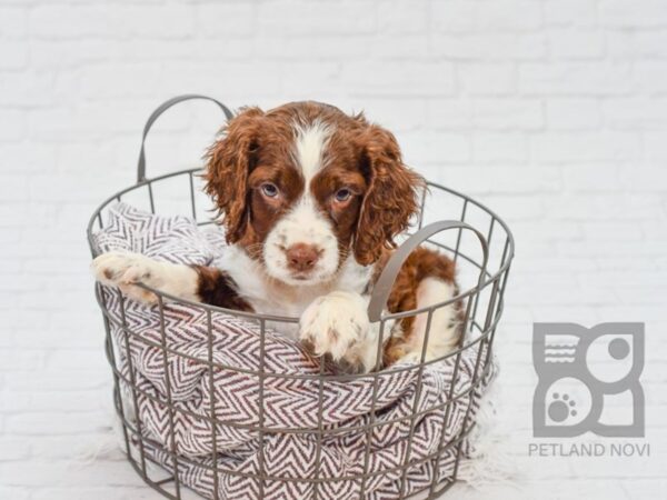 English Springer Spaniel DOG Male Liver & White 33131 Petland Novi, Michigan