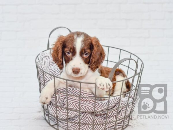 English Springer Spaniel DOG Female Liver & White 33132 Petland Novi, Michigan