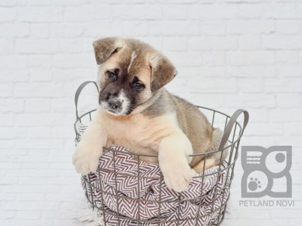 Akita DOG Male Brown & White 33133 Petland Novi, Michigan