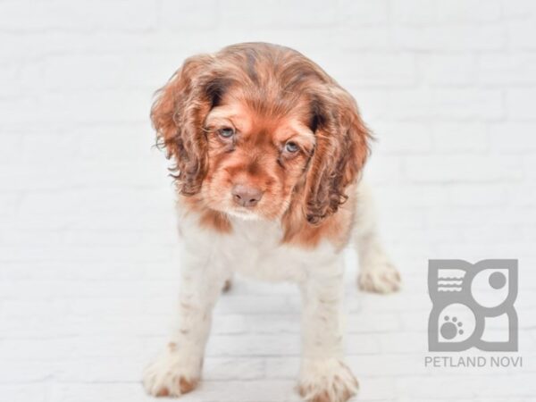 Cocker Spaniel DOG Female Chocolate & White 33135 Petland Novi, Michigan