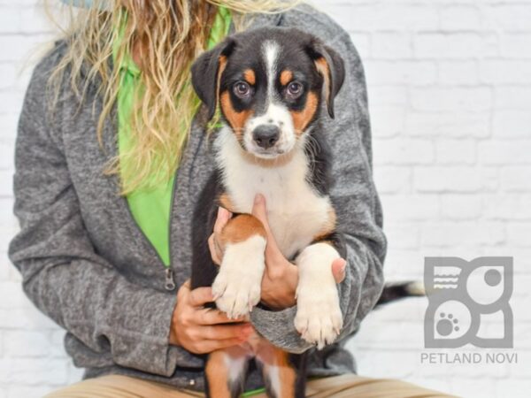 Blue Bernese (Bernese Mountain Dog/Blue Heeler)-DOG-Female-Tri-33136-Petland Novi, Michigan