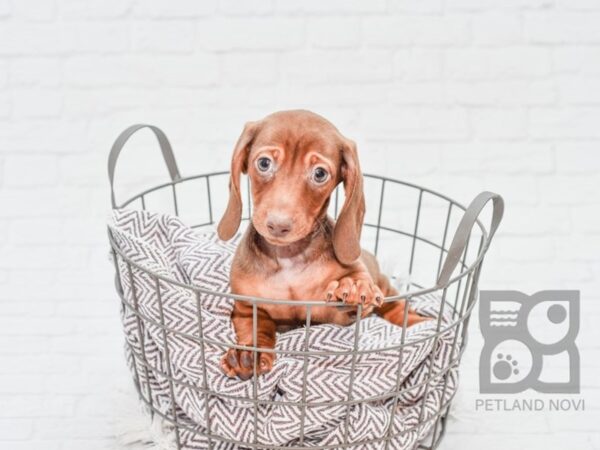 Dachshund DOG Male Chocolate 33137 Petland Novi, Michigan