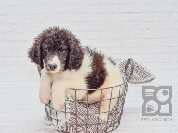 Saint Bernadoodle DOG Male Black & White 33138 Petland Novi, Michigan