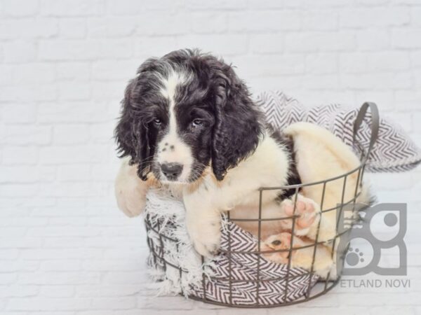 Saint Bernadoodle DOG Female Black & White 33139 Petland Novi, Michigan