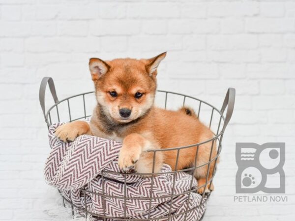 Shiba Inu DOG Male Red 33141 Petland Novi, Michigan