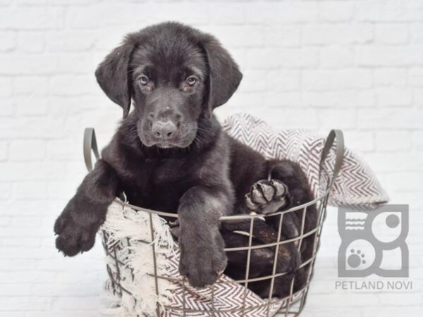 German Labrador DOG Male Black 33142 Petland Novi, Michigan