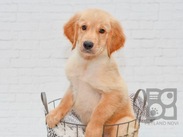 Golden Retriever DOG Male Golden 33143 Petland Novi, Michigan