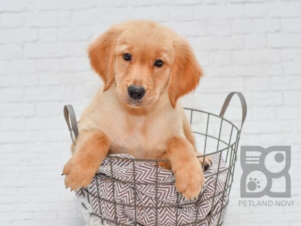 Golden Retriever-DOG-Female-Golden-33144-Petland Novi, Michigan