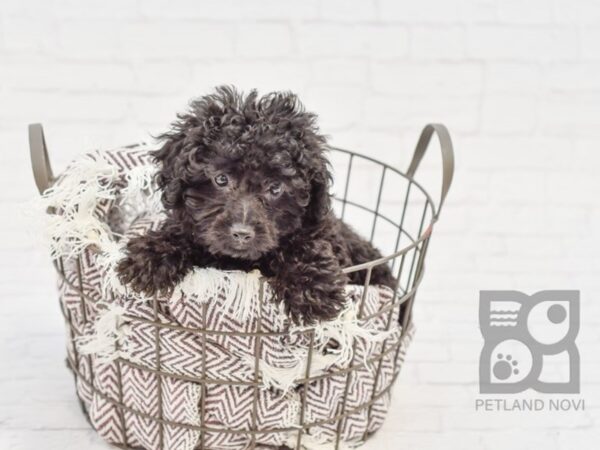 Poodle DOG Male Black 33145 Petland Novi, Michigan