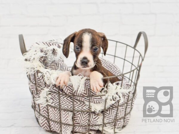 Bosgle-DOG-Male-Brindle / White-33146-Petland Novi, Michigan