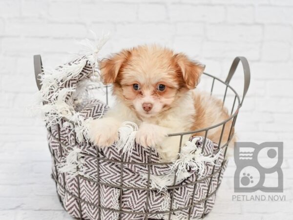 Pomchon-DOG-Female-Sable / White-33147-Petland Novi, Michigan