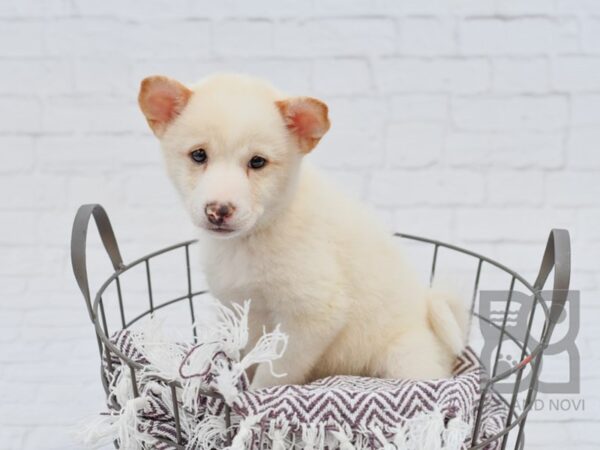 Shiba Inu DOG Male Cream 33148 Petland Novi, Michigan