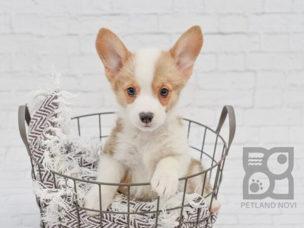 Pembroke Welsh Corgi DOG Male Red 33149 Petland Novi, Michigan