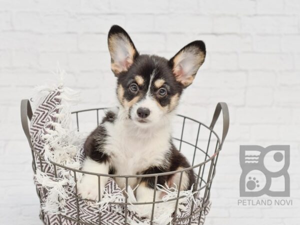 Pembroke Welsh Corgi DOG Female Tri-Colored 33150 Petland Novi, Michigan