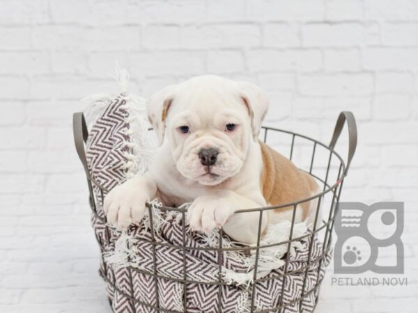 Olde English Bulldogge DOG Female LILAC WHITE 33151 Petland Novi, Michigan