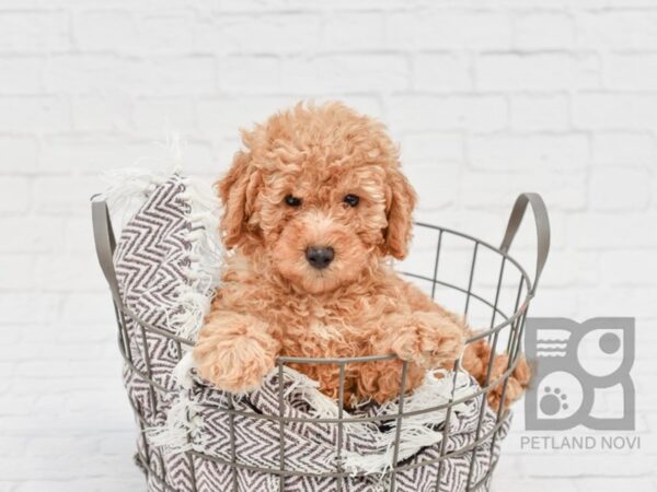 Miniature Poodle DOG Female RED 33153 Petland Novi, Michigan