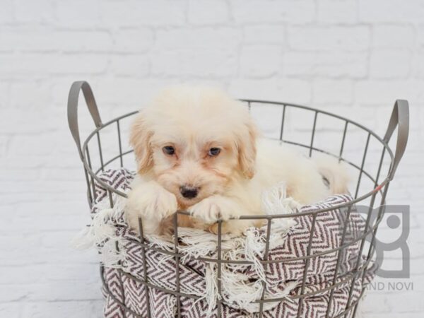 Cavachon DOG Male BLENHEIM 33156 Petland Novi, Michigan