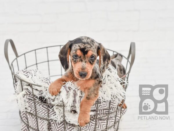 Dachshund DOG Male DAPPLE 33157 Petland Novi, Michigan