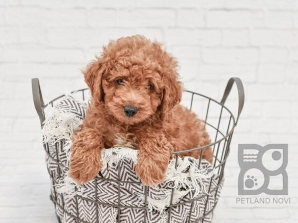 Miniature Poodle DOG Male RED 33158 Petland Novi, Michigan