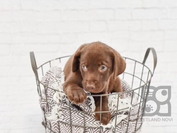 Labrador Retriever DOG Male Chocolate 33159 Petland Novi, Michigan