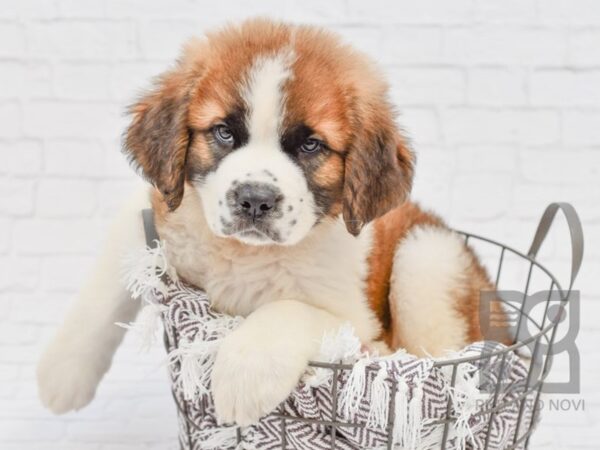 Saint Bernard DOG Male Sable White 33160 Petland Novi, Michigan