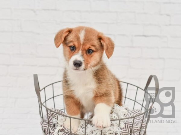 Pembroke Welsh Corgi DOG Male Red & White 33161 Petland Novi, Michigan