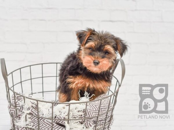 Yorkshire Terrier DOG Male Black & Tan 33164 Petland Novi, Michigan