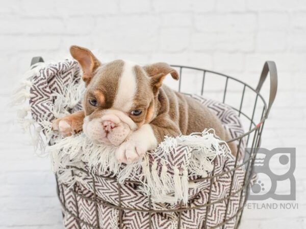 English Bulldog DOG Male Lilac Tri 33165 Petland Novi, Michigan