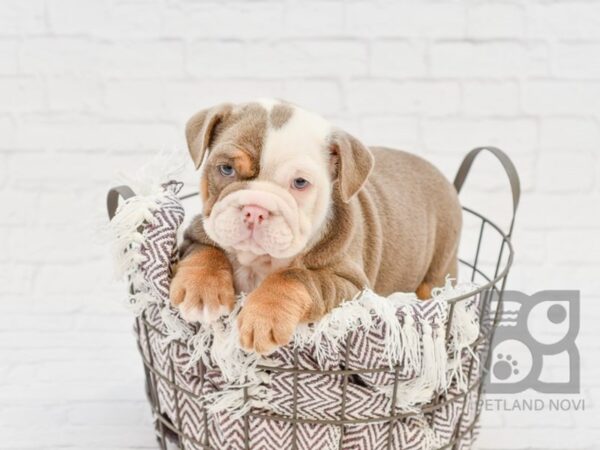 English Bulldog DOG Female Lilac Tri 33166 Petland Novi, Michigan