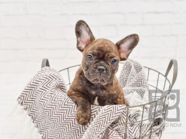 French Bulldog DOG Male Black Brindle 33168 Petland Novi, Michigan