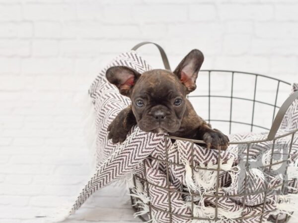 French Bulldog DOG Male Black 33169 Petland Novi, Michigan