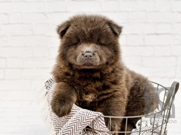 Chow Chow DOG Female Blue 33171 Petland Novi, Michigan