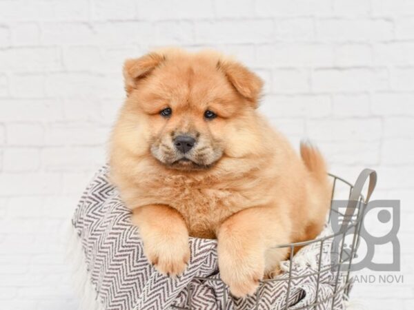 Chow Chow DOG Female Cinnamon 33172 Petland Novi, Michigan