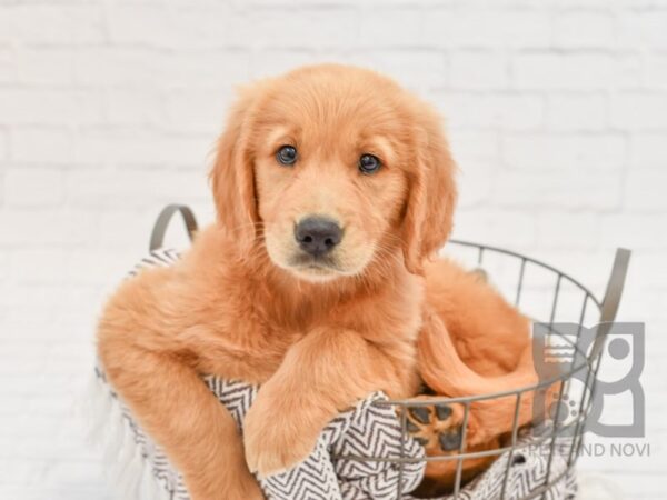 Golden Retriever DOG Female Golden 33174 Petland Novi, Michigan