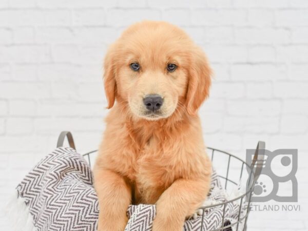 Golden Retriever DOG Female Golden 33175 Petland Novi, Michigan