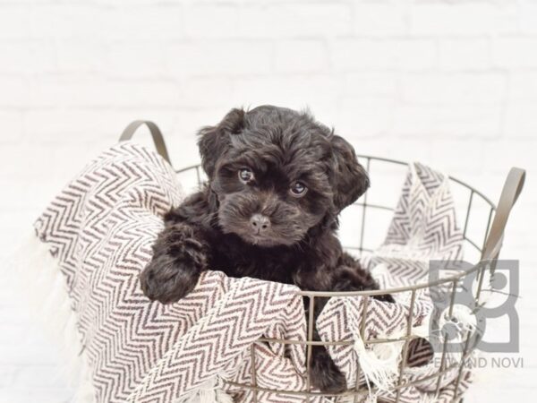 Shih Poo-DOG-Female-BLK-33176-Petland Novi, Michigan